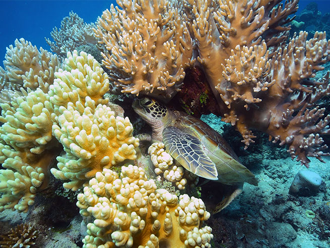 シュノーケリングでサンゴ礁体験
