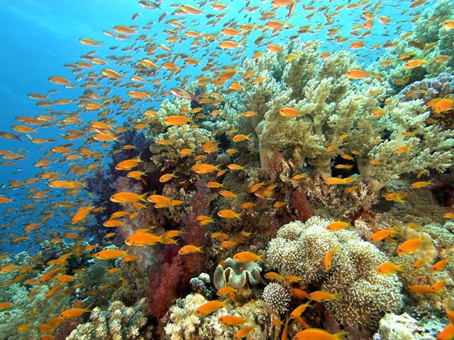 シュノーケリングでサンゴ礁体験