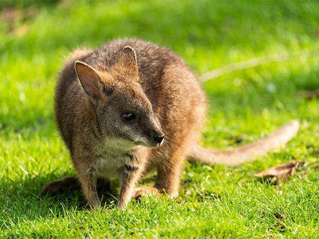 オーストラリア固有の動物とのふれあい