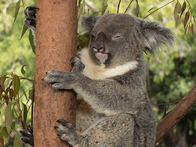 多彩なオーストラリア動物との触れ合い