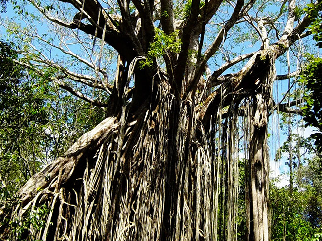 日本語ガイド付きで大自然を満喫