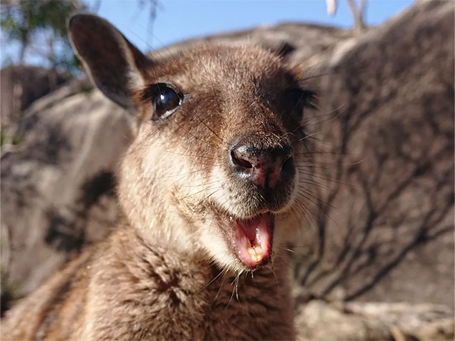 野生動物との出会い