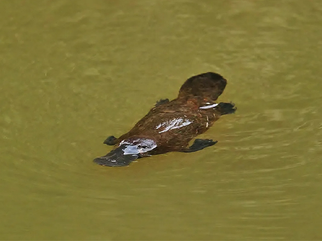 野生動物との出会い