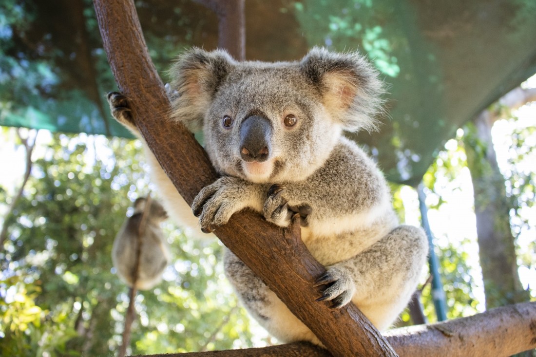 コアラを抱っこして記念撮影！🐨
