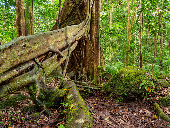世界遺産熱帯雨林の散策