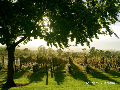 🍇ヤラバレーのぶどう棚で癒しのひとときを🍇