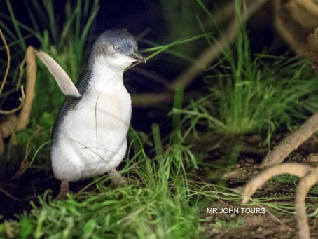 Phillip Island Penguin