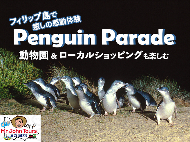 【日本語ガイド】フィリップ島ペンギンパレード＆動物園ツアー  少人数制 ＜MR JOHN TOURS＞
