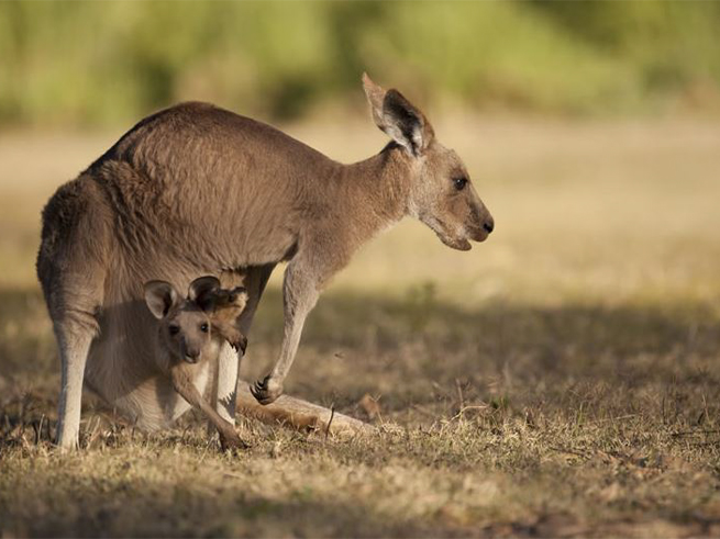 オーストラリアならではの野生動物探検