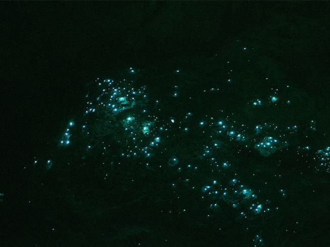 幻想的な土ボタル観賞