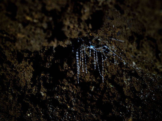 星空&夕食付きで大満足