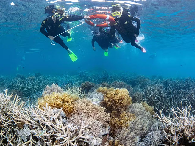 シュノーケリングでサンゴ礁体験