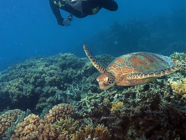 選べる海中体験