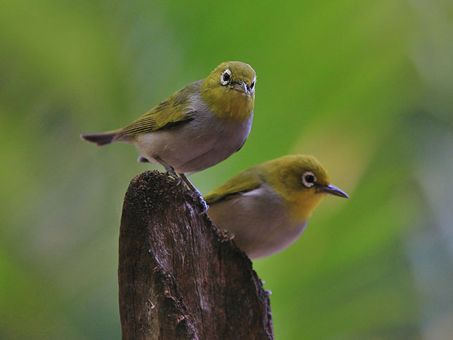 楽園のような島時間