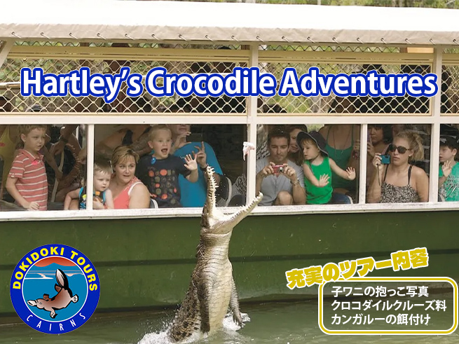 ハートリース クロコダイルアドベンチャーズ動物園【半日観光ツアー】クルーズ・エサやり体験・選べるコアラタッチフォト 