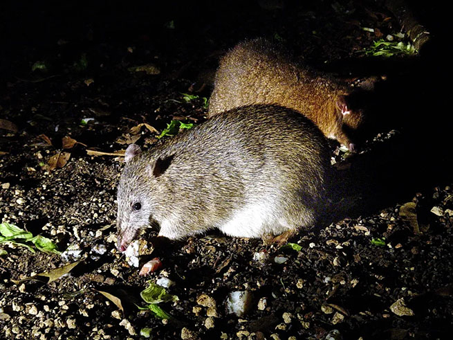 野生動物との出会い