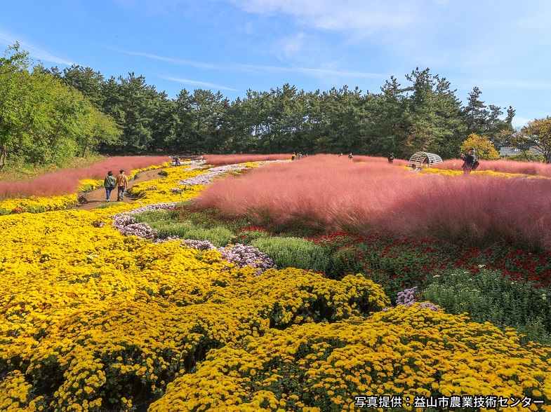 益山千万本菊祭り