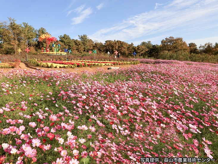 益山千万本菊祭り