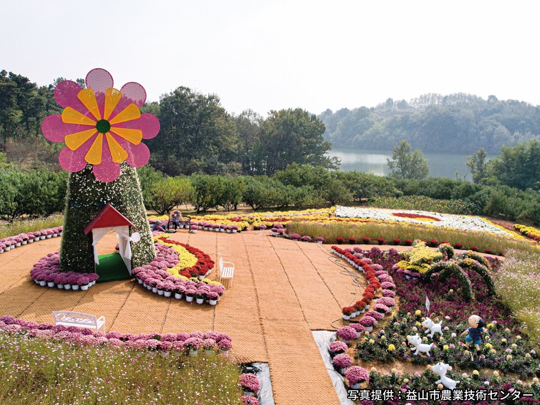 益山千万本菊祭り