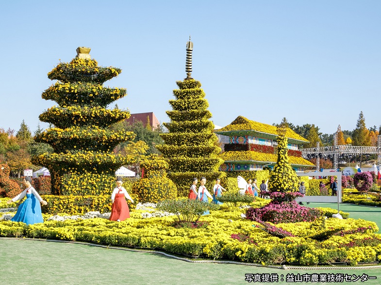益山千万本菊祭り