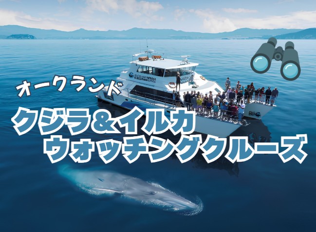 オークランドでクジラ＆イルカウォッチングクルーズ！
