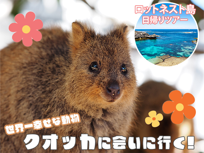 日本語ガイドと行く！【ロットネスト島日帰りツアー】（送迎・ランチ付き）