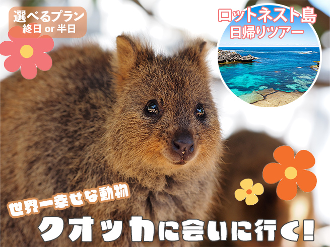 【日本語ガイドと行く！】ロットネスト島日帰りツアー・送迎付き
