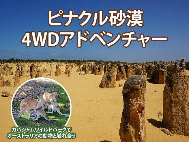 日本語ガイドと行く！【奇岩ピナクルズ＆大砂丘４ＷＤアドベンチャー＆コアラ観察】（送迎・ランチ付き）