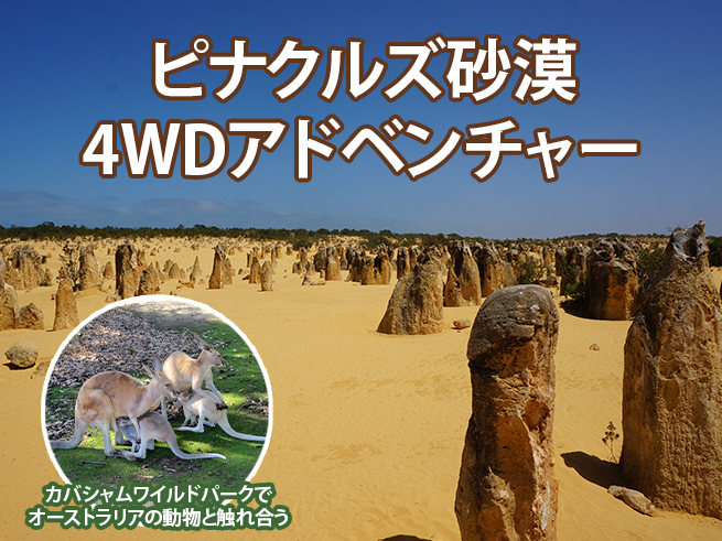 日本語ガイドと行く！【奇岩ピナクルズ＆大砂丘４ＷＤアドベンチャー＆コアラ観察】（送迎・ランチ付き）
