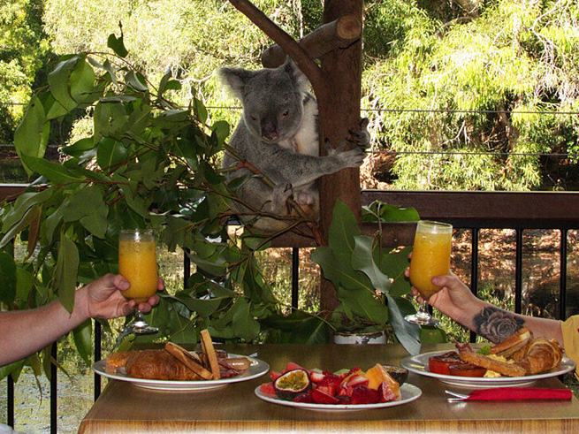 コアラと楽しむ特別な朝食体験