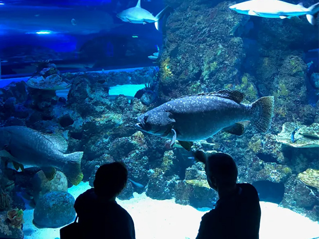 15,000種以上の生物に出会える