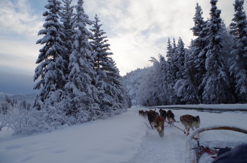 オプションで犬ぞりツアーもおすすめ！