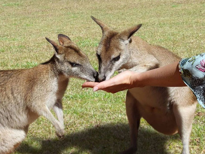 レインフォレステーションでのアクティビティが充実！