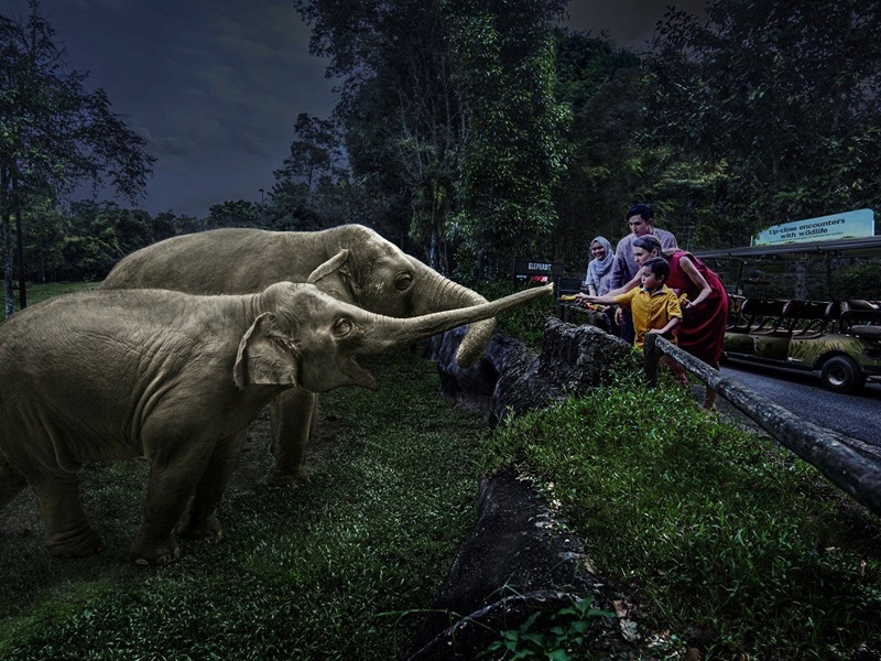 ナイトサファリ【サファリ・アドベンチャーツアー】最大6名専用バギーで巡る、闇夜のサイ＆ゾウ餌やり体験