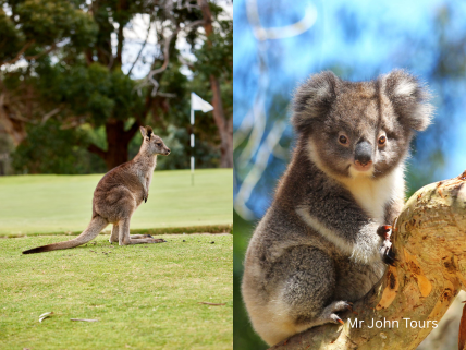 🐨野生動物との出会いも楽しめる！