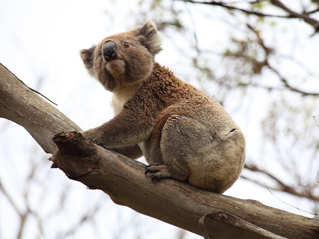 メルボルン、グレートオーシャンロード