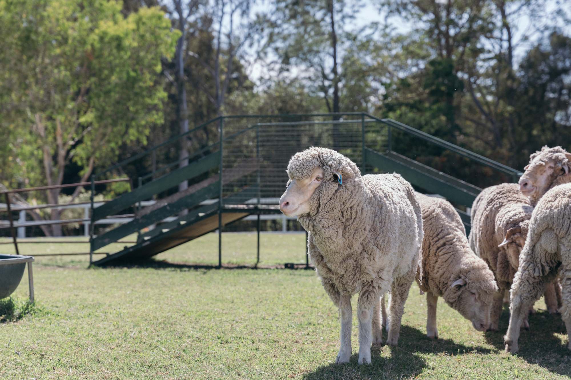 オーストラリアのファーム体験