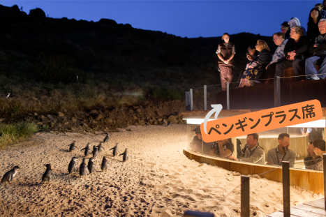 ペンギンプラス席アップグレード