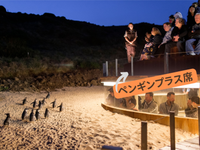 ペンギンプラス席アップグレード