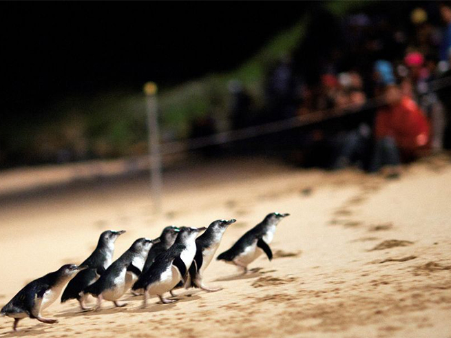 【フィリップ島ペンギンパレード】市内観光ツアー（日本語ガイダンスアプリ対応）　