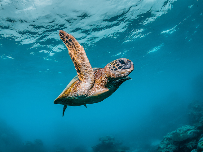 オーストラリア固有の海の生き物に出会える