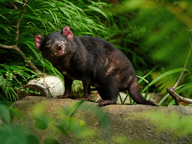 オーストラリアならではの野生動物と出会える