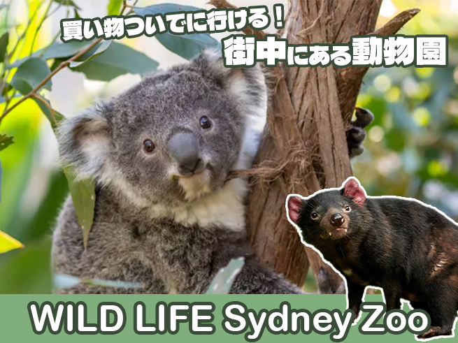 シドニー動物園 入場チケット【ワイルドライフ】