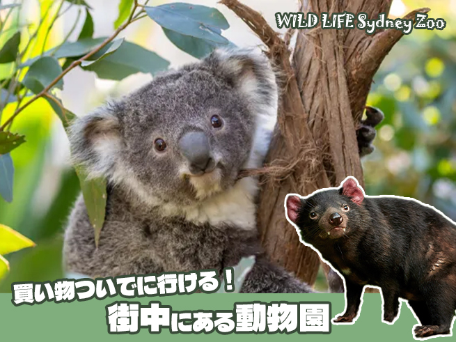 【ワイルドライフ】シドニー動物園 入場チケット