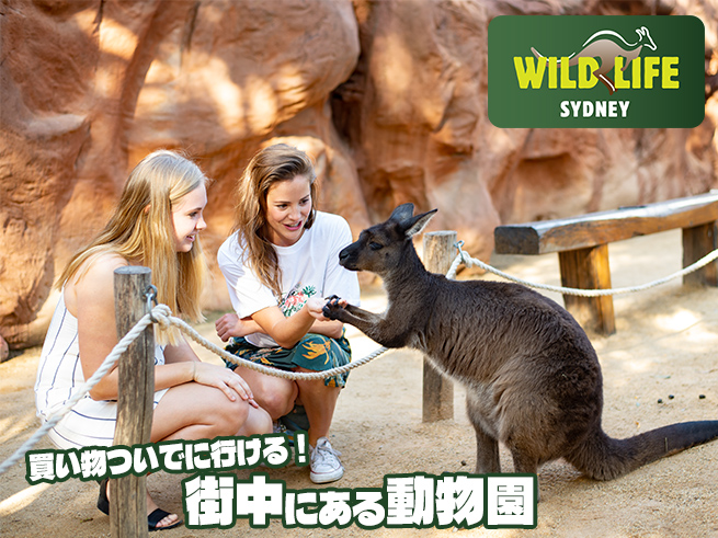 【ワイルドライフ】シドニー動物園 入場チケット