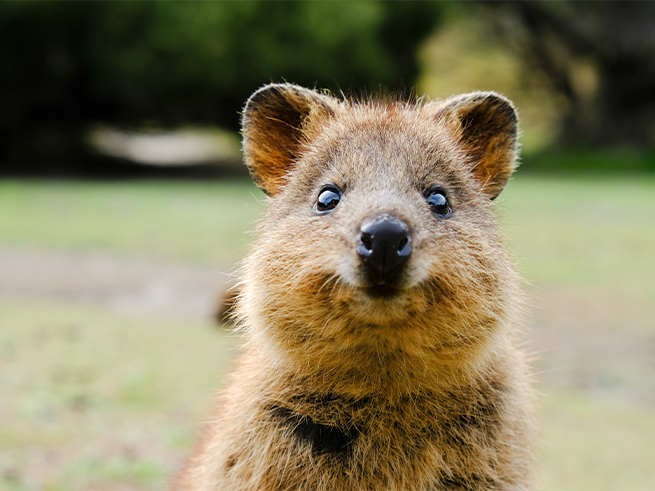 オーストラリア固有動物とのふれあい