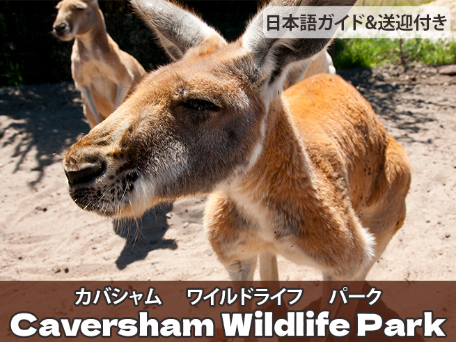 コアラ＆カンガルーと出会う！【カバシャムワイルドパーク】（日本語ガイド・送迎つき）