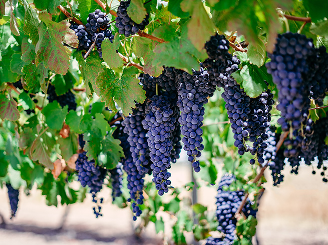 自然と癒しの時間