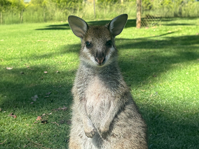 多彩な動物たちとのふれあい