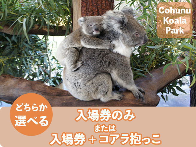 【コフヌ コアラ パーク】入場チケット（日本語ガイド＆送迎付き）